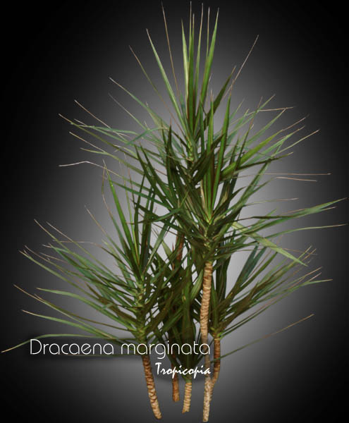 Dracaena - Dracaena marginata - Madagascar dragon tree